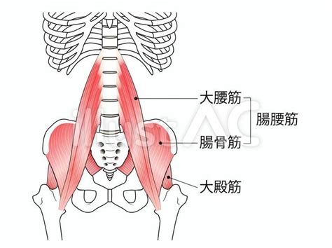 筋肉・腸腰筋と大殿筋イラスト No 1464773｜無料イラスト・フリー素材なら「イラストac」