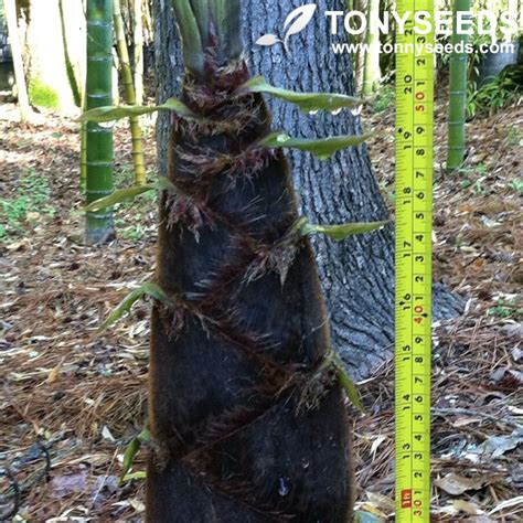 Giant Moso Bamboo Seeds Phyllostachys Pubescens Garden Plants Tonyseeds