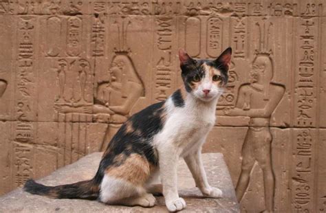 Why Did The Egyptians Worship Cats