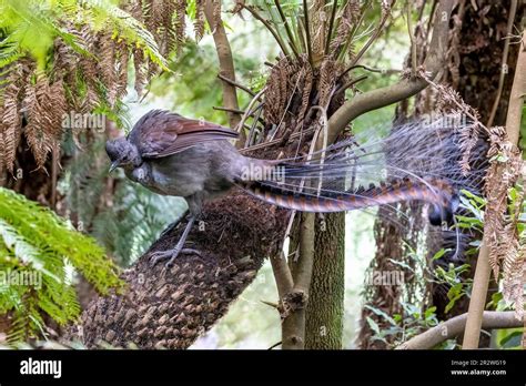 A Superb Lyrebird Menura Novaehollandiae Victoria Australia Perched