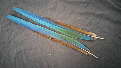 Parrot Tail Feathers | Naturally Molted | Macaw Nutz!