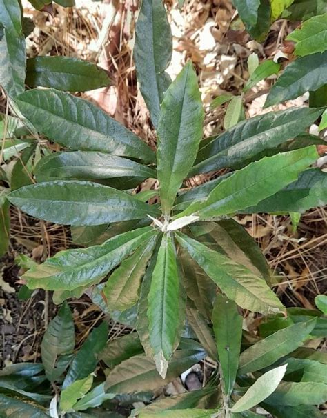 Bedfordia Arborescens Hochr World Flora Pl NtNet Identify