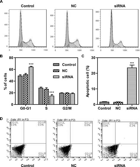 Silencing Cdkn3 Induces Cell Cycle Arrest And Apoptosis In Sgc 7901