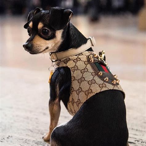 Gucci Inspired Brown Monogram Designer Classic Dog Harness Vest