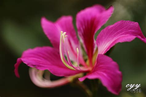 cyy4993: Bauhinia Flower [Fabaceae] Bauhinia Blakeana 紫荆花