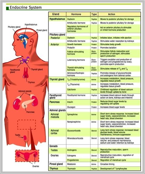 Endocrine Hormones Image | Anatomy System - Human Body Anatomy diagram ...