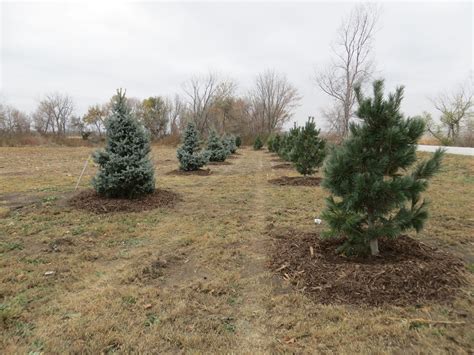 Gallery Recent Projects Arbor Hills Tree Farm Omaha Elkhorn Ne