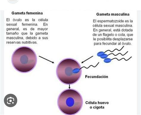 Elabore Un Esquema Del Tipo De Reproducción Que Tienen Las Células Sexuales Femeninas Y Las