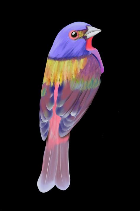 Colorful bird drawing | Bird drawings, Beautiful birds, Colorful bird