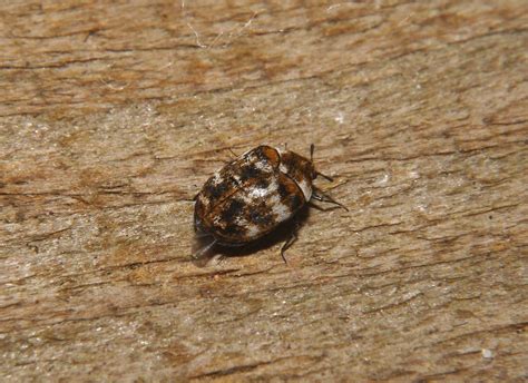 Northwest Norfolk Naturalists Varied Carpet Beetle