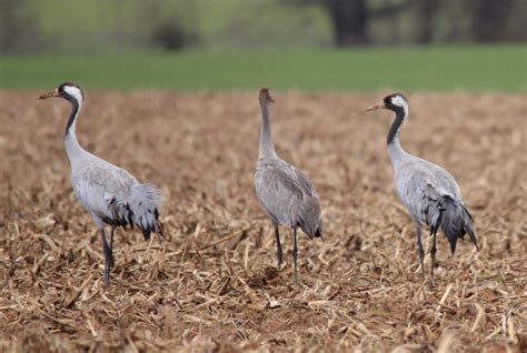 Grippe aviaire plusieurs communes de la Meuse placées en zones à