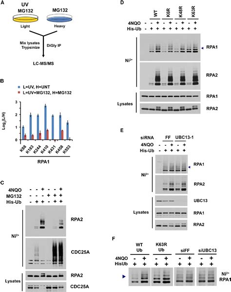 Figure 3 From RFWD3 Dependent Ubiquitination Of RPA Regulates Repair At