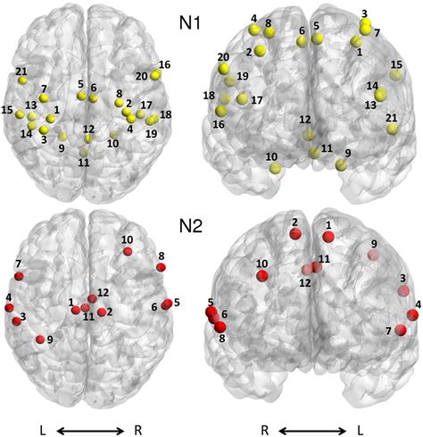 Neuroanatomical Location Of Network Nodes N Brain Regions With