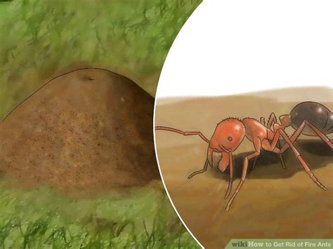 3 Ways To Get Rid Of Fire Ants Wikihow