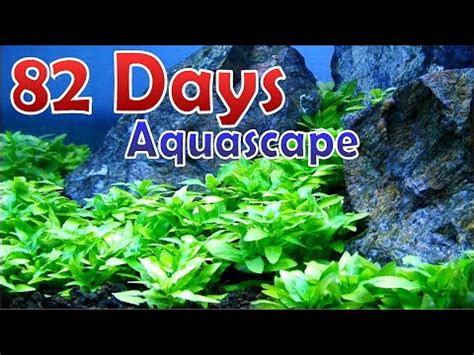 MAKING SIMPLE AQUASCAPE – Step By Step Tutorial | Aquarius Water Gardens