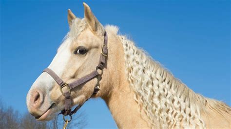 Guide To Palomino Horses: Beauty, History, And Care