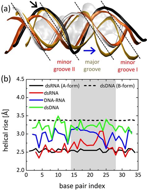 Substrate Recognition And Specificity Of Double Stranded Rna Binding