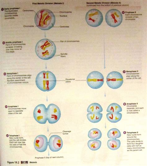 Reproductive System - Human Anatomy and Physiology