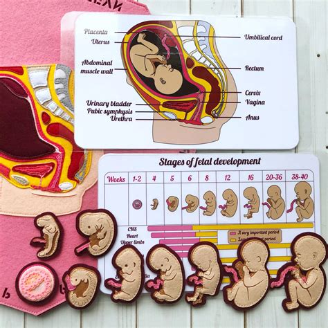 Development Human Embryo Fetal Development Reproductive System