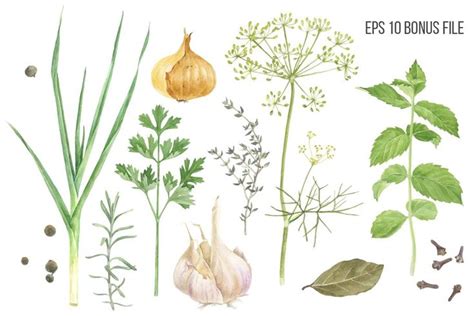 Herbs And Spices Watercolors Watercolor Herbs Leaf Illustration