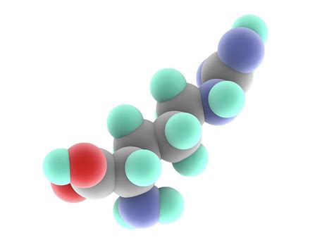 Arginine Molecule By Science Photo Library