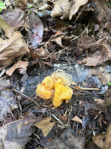 Fungi Including Lichens From Sehome Hill Arboretum Bellingham WA US