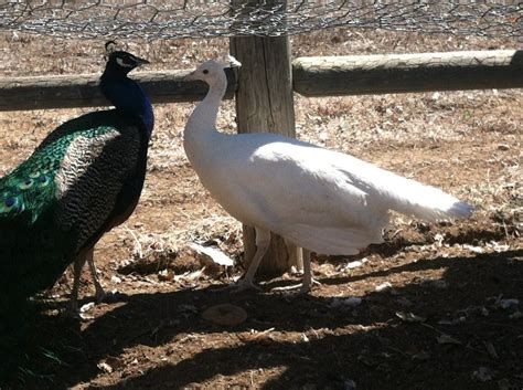 I Cant Tell The Sex Of One Of My Peafowl Backyard Chickens Learn