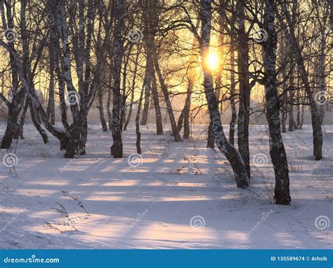 Rayons Du Soleil Par Des Arbres De Bouleau En Hiver Photo Stock Image