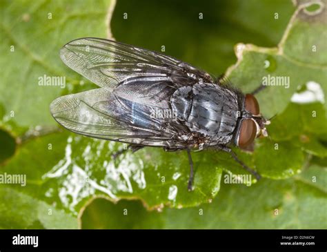 Calliphora Vicina Hi Res Stock Photography And Images Alamy