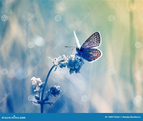 Little Blue Butterfly, Copper-butterfly Sits on a Delicate Stock Photo - Image of botany, flight ...