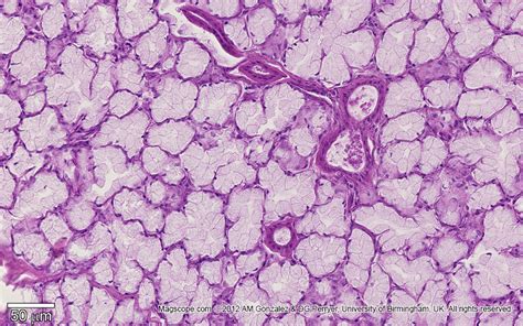 Micrograph illustrating the structure of a sublingual gland