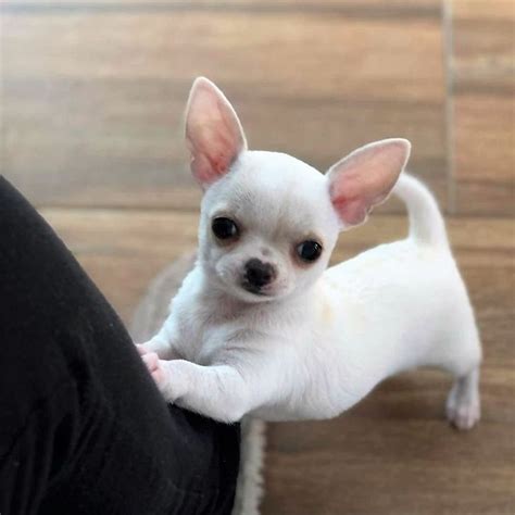 Cute Mini Toy Chihuahua Puppies