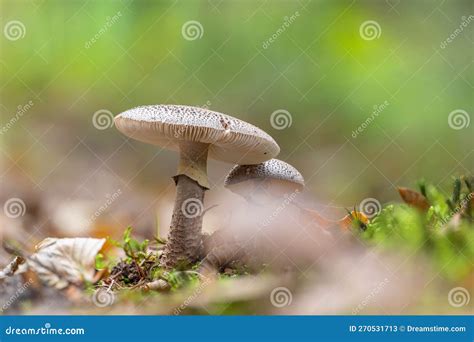 Closeup Of Two Edible Blusher Mushrooms Amanita Rubescens Stock Image