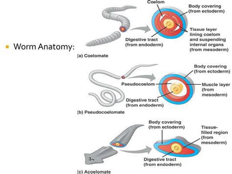 Ppt Worms Powerpoint Presentation Free Download Id1925973