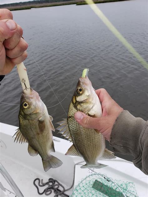 Charter Fishing Tangier Sound Crisfield Maryland