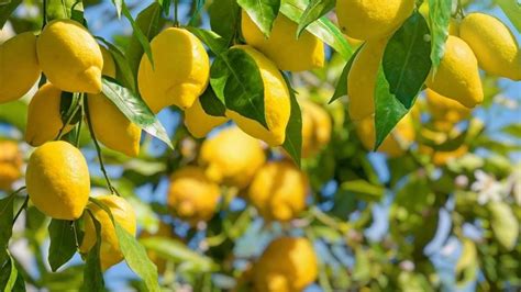 El Truco Casero Que Es Oro Puro Para Que Tu Limonero No Se Seque Con El