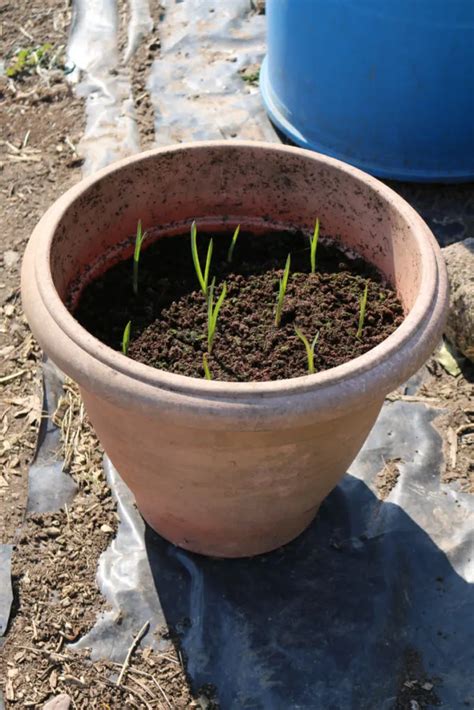 How To Grow Garlic In Pots Step By Step