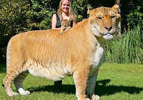 Hercules Is The Largest Living Cat According To The Guinness Book Of