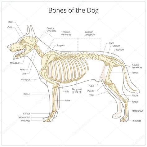 Ilustración de vector de veterinaria esqueleto de perro — Archivo ...