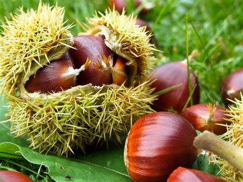 Esskastanie Edelkastanie Marone Castanea Sativa Baumschule