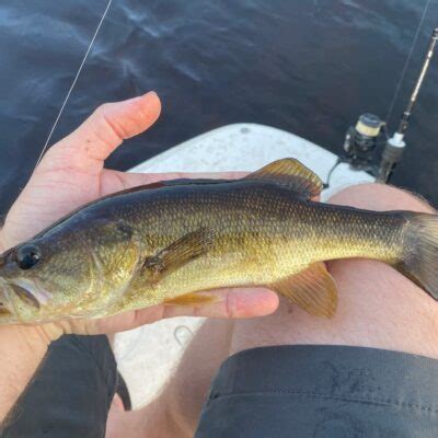 Panfish Rods Our Top Best Bang For Your Buck Panfish Nation