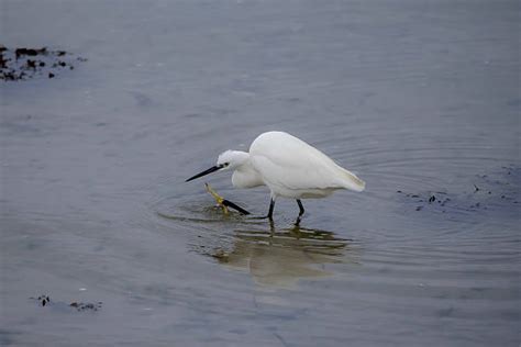 120 Itching Fishing Stock Photos Pictures And Royalty Free Images Istock