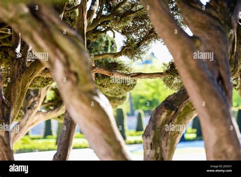 The Mediterranean Cypress Tree Species Cupressus Sempervirens Is