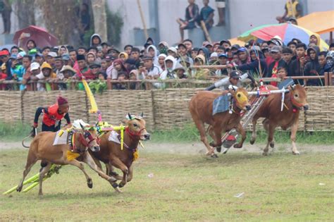 Grand Final Karapan Sapi Tradisional Di Madura Sekdaprov Jatim Ini