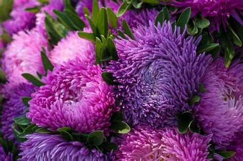 Ultimate Guide to China Aster Flower Meaning - Petal Republic