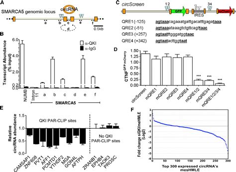 Figure From The Rna Binding Protein Quaking Regulates Formation Of