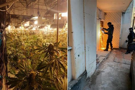 Three Storey Cannabis Farm Discovered In Abandoned Coventry Nightclub London Evening Standard