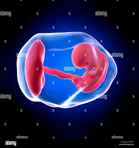 Menschlicher Embryo Stockfotos Und Bilder Kaufen Seite Alamy