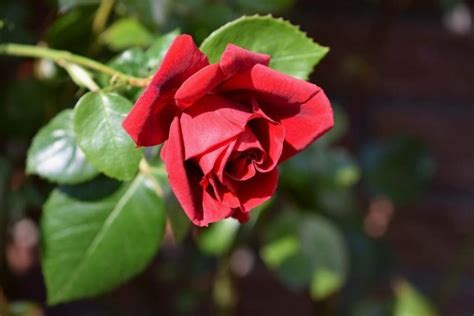 Can you Grow Roses Indoors? Tips, Tricks, and How-to Guide | House Grail