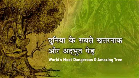 दुनिया के 8 सबसे खतरनाक और अद्भुत पेड़ Worlds Most Dangerous Tree In